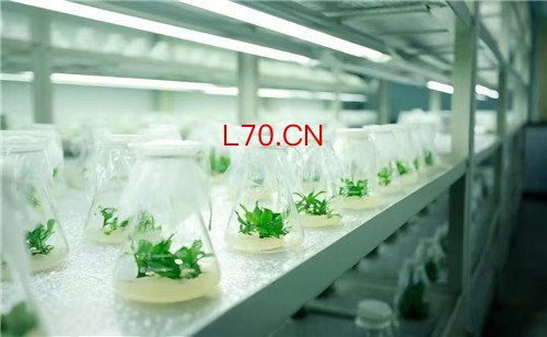 普兰店雪莲花愈伤组织粉入国家目录 辽宁化妆品原料实现零的突破