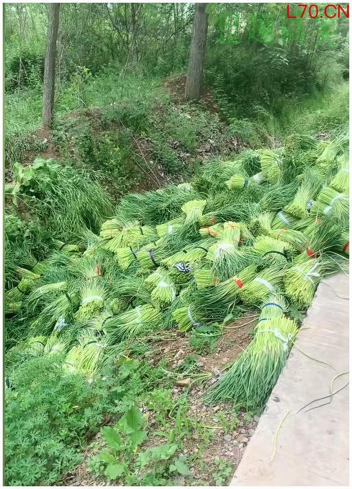 河南人被蒜薹逼疯实录：蒜薹才只是开始，豆角也快下来了